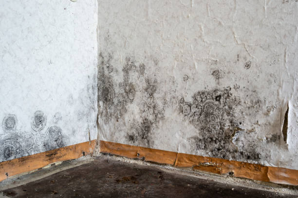 Best Crawl Space Mold Removal  in Lake Lure, NC